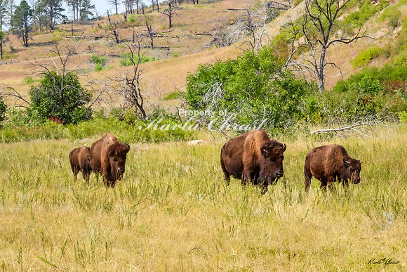 American Bison 62 - September 10, 2024, Custer State Park