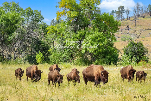 American Bison 63 - September 10, 2024, Custer State Park