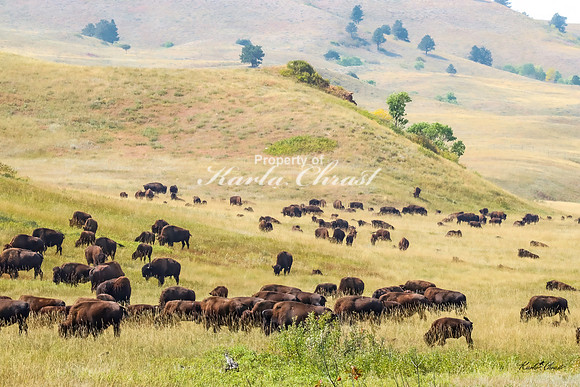 American Bison 64 - September 10, 2024, Custer State Park