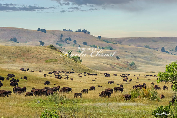 American Bison 65 - September 10, 2024, Custer State Park