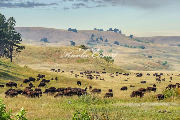 American Bison 66 - September 10, 2024, Custer State Park