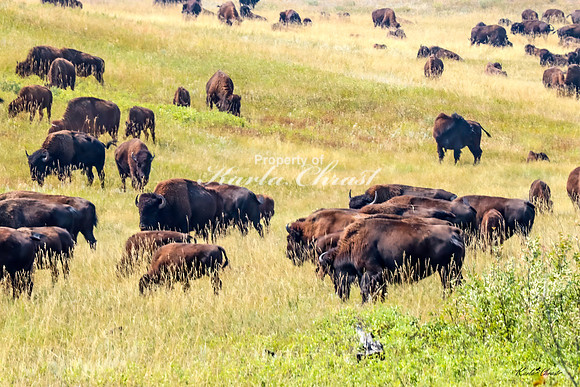 American Bison 67 - September 10, 2024, Custer State Park