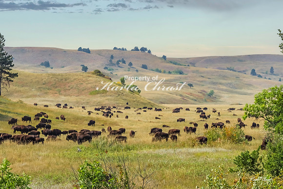 American Bison 68 - September 10, 2024, Custer State Park