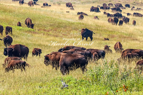 American Bison 69 - September 10, 2024, Custer State Park