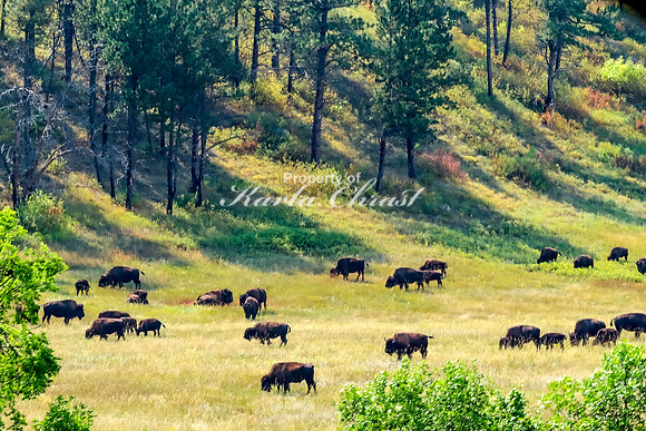 American Bison 70 - September 10, 2024, Custer State Park