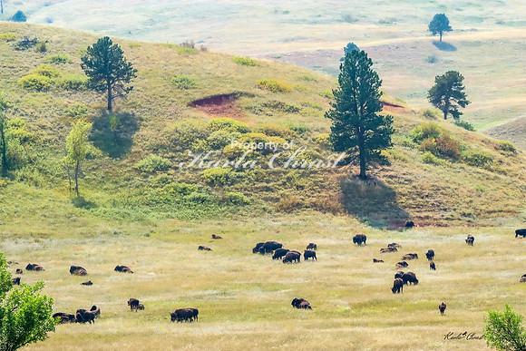 American Bison 71 - September 10, 2024, Custer State Park