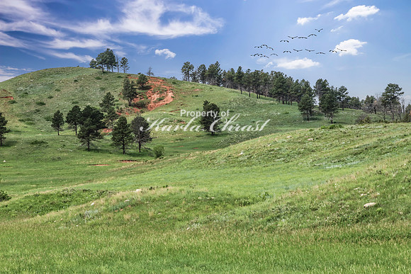 Custer State Park 75 - June 12, 2023