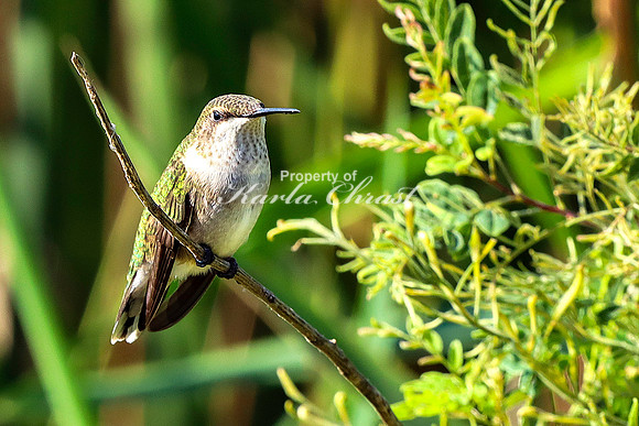 Ruby-throated Hummingbird 35 - September 1,  2023 Oakwood Lakes State Park