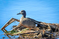 Blue-winged Teal 14 - May 12, 2026 Union Slough National Wildlife Refuge