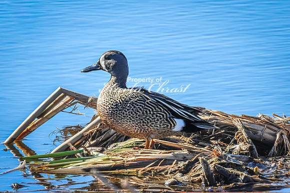 Blue-winged Teal 14 - May 12, 2026 Union Slough National Wildlife Refuge