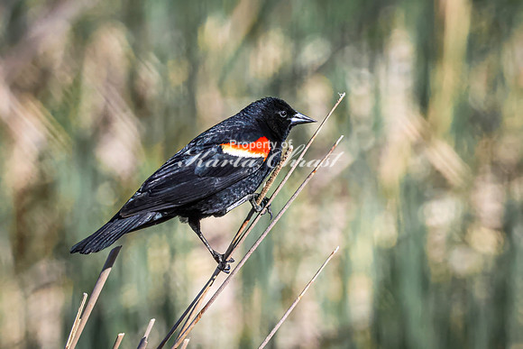 Red-Winged Blackbird 12 - May 12, 2026 Union Slough National Wildlife Refuge