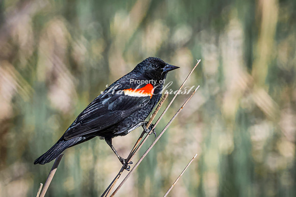 Red-Winged Blackbird 13 - May 12, 2026 Union Slough National Wildlife Refuge