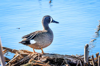 Blue-winged Teal 15 - May 12, 2026 Union Slough National Wildlife Refuge