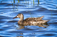 Blue-winged Teal 16 - May 12, 2026 Union Slough National Wildlife Refuge