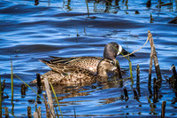 Blue-winged Teal 17 - May 12, 2026 Union Slough National Wildlife Refuge