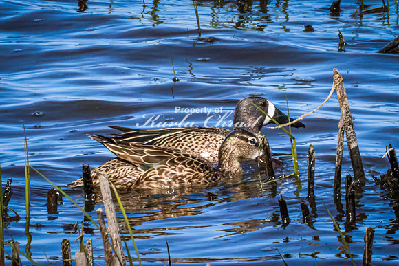 Blue-winged Teal 17 - May 12, 2026 Union Slough National Wildlife Refuge