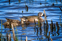 Blue-winged Teal 18 - May 12, 2026 Union Slough National Wildlife Refuge