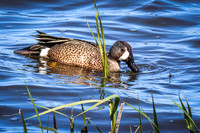 Blue-winged Teal 19 - May 12, 2026 Union Slough National Wildlife Refuge