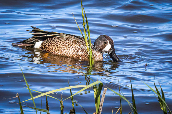Blue-winged Teal 19 - May 12, 2026 Union Slough National Wildlife Refuge