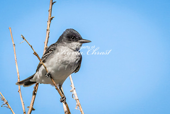 Eastern Kingbird 11 - May 12, 2026 Union Slough National Wildlife Refuge