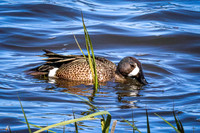 Blue-winged Teal 20 - May 12, 2026 Union Slough National Wildlife Refuge