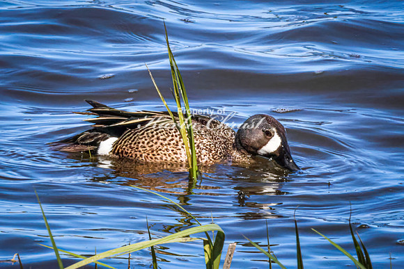 Blue-winged Teal 20 - May 12, 2026 Union Slough National Wildlife Refuge