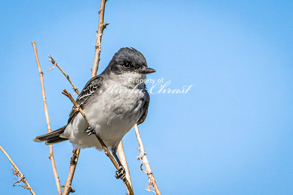 Eastern Kingbird 13 - May 12, 2026 Union Slough National Wildlife Refuge