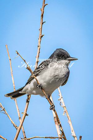 Eastern Kingbird 12 - May 12, 2026 Union Slough National Wildlife Refuge