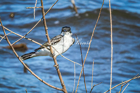 Eastern Kingbird 15 - May 12, 2026 Union Slough National Wildlife Refuge