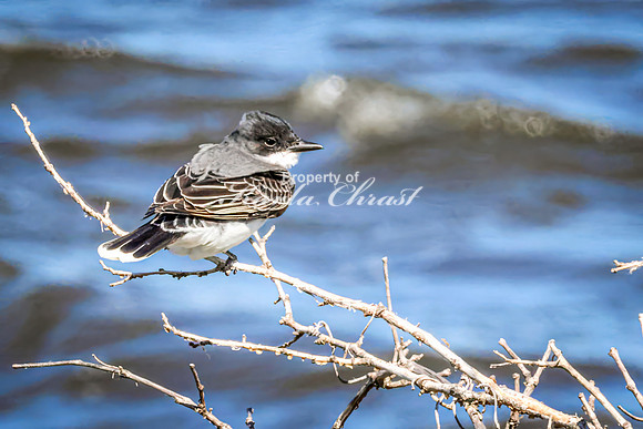 Eastern Kingbird 17 - May 12, 2026 Union Slough National Wildlife Refuge