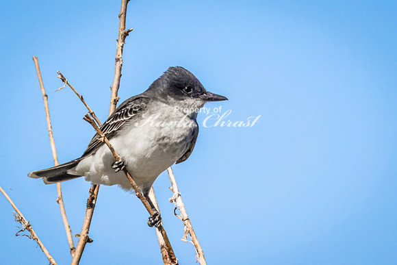 Eastern Kingbird 18 - May 12, 2026 Union Slough National Wildlife Refuge