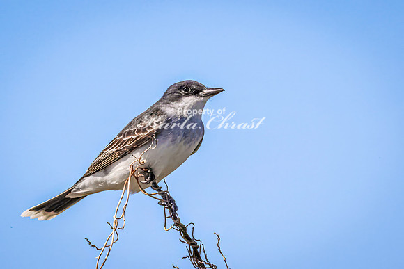 Eastern Kingbird 21 - May 12, 2026 Union Slough National Wildlife Refuge