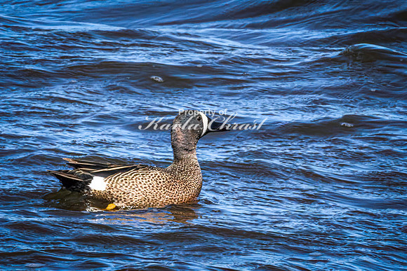 Blue-winged Teal 21 - May 12, 2026 Union Slough National Wildlife Refuge