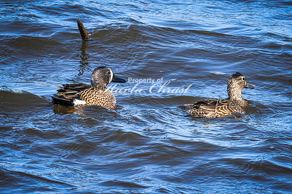 Blue-winged Teal 22 - May 12, 2026 Union Slough National Wildlife Refuge