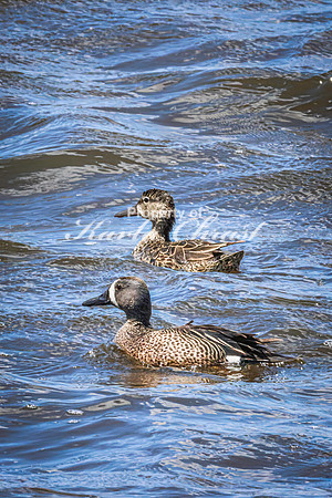 Blue-winged Teal 23 - May 12, 2026 Union Slough National Wildlife Refuge