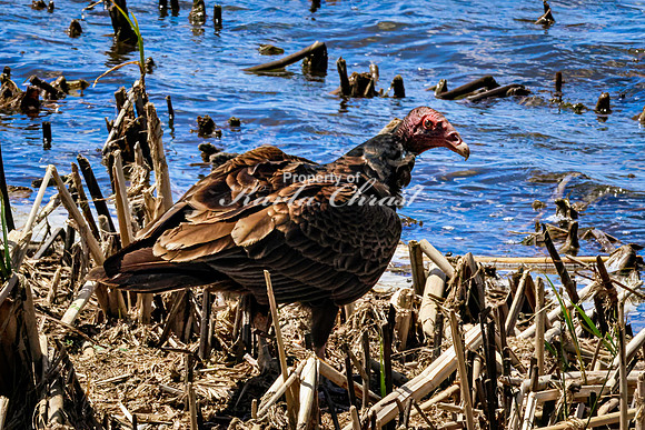 Turkey Vulture - May 12, 2026 Union Slough National Wildlife Refuge