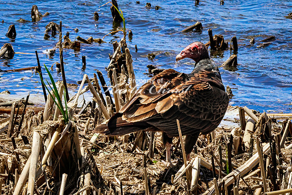 Turkey Vulture - May 12, 2026 Union Slough National Wildlife Refuge