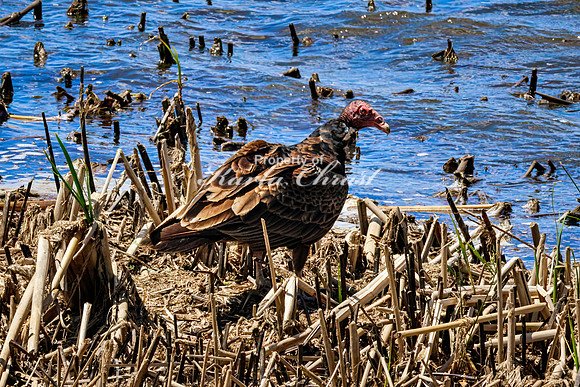 Turkey Vulture - May 12, 2026 Union Slough National Wildlife Refuge