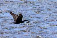 Double-crested Cormorant 4 - May 12, 2026 Union Slough National Wildlife Refuge