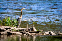 Great Blue Heron 10 - May 12, 2026 Riverside Park - Estherville Iowa