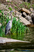 Great Blue Heron 11 - May 12, 2026 Riverside Park - Estherville Iowa