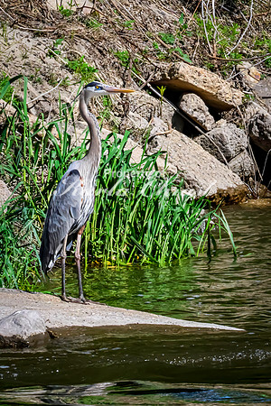 Great Blue Heron 11 - May 12, 2026 Riverside Park - Estherville Iowa