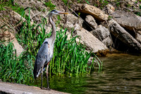 Great Blue Heron 13 - May 12, 2026 Riverside Park - Estherville Iowa