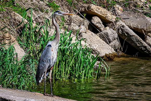 Great Blue Heron 13 - May 12, 2026 Riverside Park - Estherville Iowa