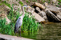 Great Blue Heron 12 - May 12, 2026 Riverside Park - Estherville Iowa