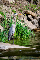 Great Blue Heron 14 - May 12, 2026 Riverside Park - Estherville Iowa