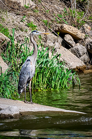 Great Blue Heron 14 - May 12, 2026 Riverside Park - Estherville Iowa
