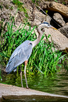 Great Blue Heron 16 - May 12, 2026 Riverside Park - Estherville Iowa