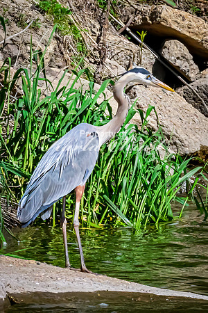 Great Blue Heron 16 - May 12, 2026 Riverside Park - Estherville Iowa