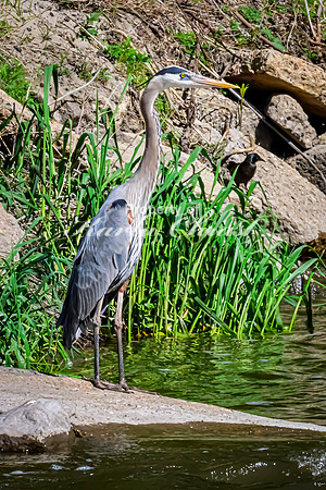 Great Blue Heron 15 - May 12, 2026 Riverside Park - Estherville Iowa